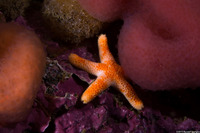 Henricia pumila (Dwarf Mottled Star)