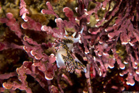 Phidiana hiltoni (Hilton's Aeolid)