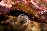 Calliostoma ligatum (Blue Top Snail)