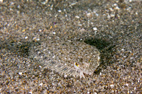 Citharichthys stigmaeus (Speckled Sanddab)