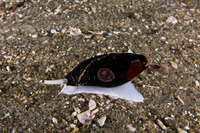 Atrimitra idae (Ida's Miter)