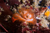 Serpula columbiana (Serpulid Worm)