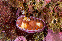 Tonicella lineata (Blue Lined Chiton)