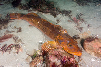 Ophiodon elongatus (Lingcod)