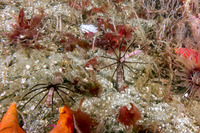 Praxillura maculata (Windmill Worm)