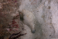 Citharichthys stigmaeus (Speckled Sanddab)