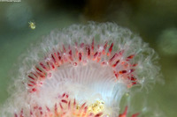 Stylatula elongata (White Sea Pen)