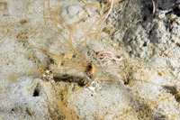 Thelepus crispus (Terebellid Worm)