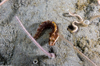 Amphiura arcystata (Sand Brittle Star)