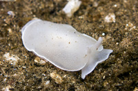 Berthella chacei (White Berthella)