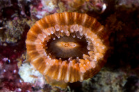 Paracyathus stearnsii (Brown Cup Coral)
