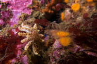 Pycnopodia helianthoides (Sunflower Star)