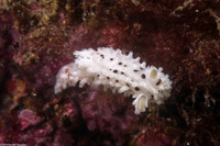 Aegires albopunctatus (Salt-and-Pepper Dorid)