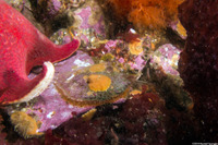 Pododesmus macrochisma (Abalone Jingle)