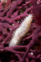 Pseudocnus lubricus (Fisher's Sea Cucumber)