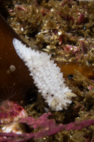 Aegires albopunctatus (Salt-and-Pepper Dorid)