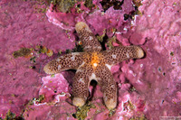 Henricia pumila (Dwarf Mottled Star)