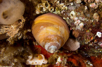 Tegula pulligo (Brown Turban Snail)
