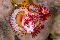 Serpula columbiana (Serpulid Worm)