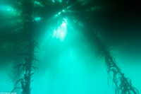 Macrocystis pyrifera (Giant Kelp)