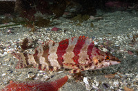 Oxylebius pictus (Painted Greenling)