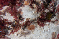 Sabellidae sp.5 (Sabellidae sp.5)