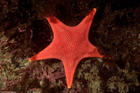 Mediaster aequalis (Red Sea Star)