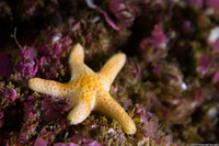 Henricia pumila (Dwarf Mottled Star)