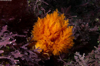 Cucumaria miniata (Orange Sea Cucumber)