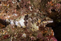 Oxylebius pictus (Painted Greenling)