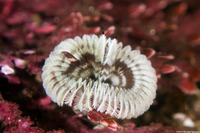Acromegalomma sp.1 (Sabellid Worm)