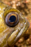 Sebastes atrovirens (Kelp Rockfish)