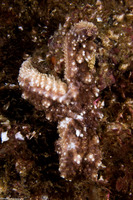 Pisaster ochraceus (Ochre Star)