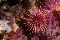 Mesocentrotus franciscanus (Red Sea Urchin)