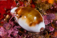 Neobernaya spadicea (Chestnut Cowry)