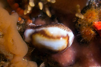 Neobernaya spadicea (Chestnut Cowry)