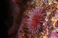 Strongylocentrotus purpuratus (Purple Sea Urchin)