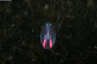 Family Mertensiidae (Mertensiid)