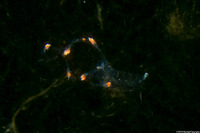 Nanomia bijuga (Nanomia Bijuga)