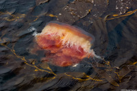 Phacellophora camtschatica (Egg-Yolk Jelly)
