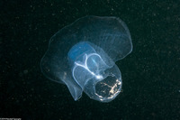 Corolla spectabilis (Sea Butterfly)