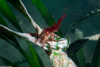 Pugettia richii (Cryptic Kelp Crab)