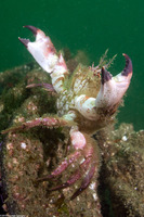 Romaleon antennarium (Pacific Rock Crab)