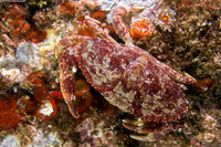 Cancer productus (Red Rock Crab)