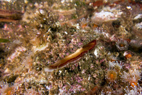 Pododesmus macrochisma (Abalone Jingle)