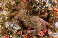 Romaleon antennarium (Pacific Rock Crab)