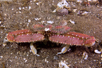 Latulambrus occidentalis (Sandflat Elbow Crab)