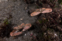 Latulambrus occidentalis (Sandflat Elbow Crab)