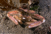 Latulambrus occidentalis (Sandflat Elbow Crab)