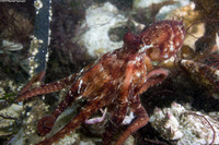 Octopus rubescens (Red Octopus)
